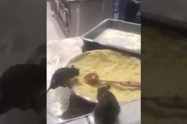 Mətbəxində siçanlar gəzən bu restoran bağlandı - VİDEO