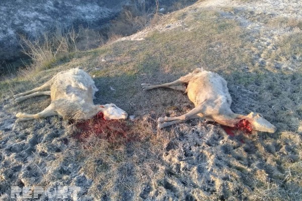 Ağdaşda canavarlar sürüyə hücum edib - FOTO