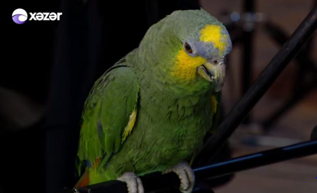 Zaurdan oğluna ad günü hədiyyəsi - FOTO