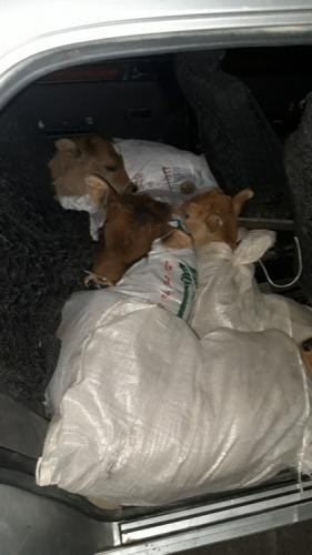 Minik avtomobilinin salonunda 11 baş buzov aşkarlandı - Gömrükdə (FOTO)