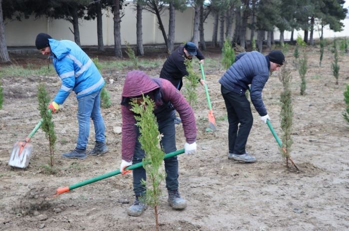 Bakıda ağacəkmə aksiyası keçirildi (FOTOLAR)