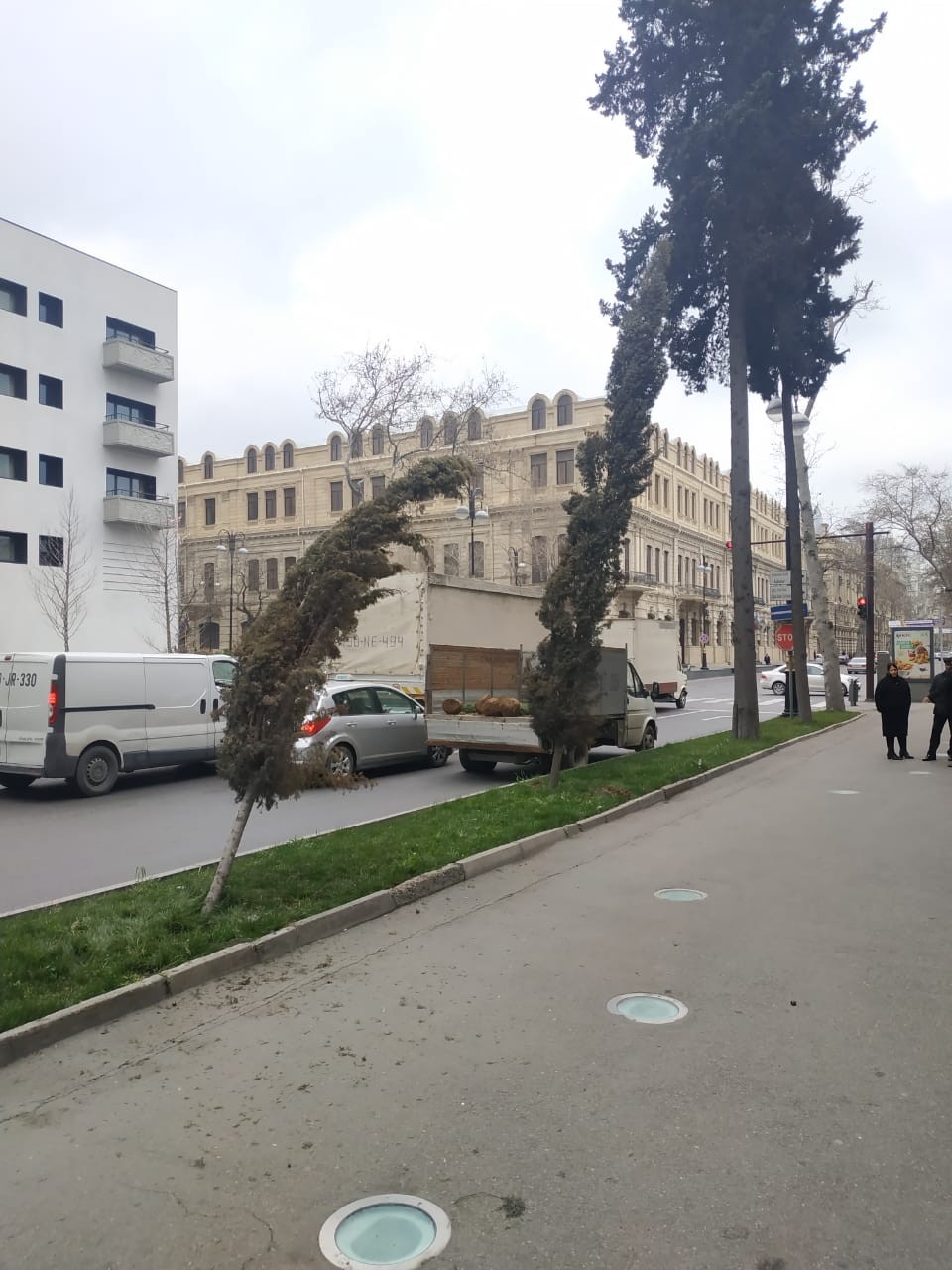 Qurumuş ağaclar  yeniləri ilə əvəzləndi - FOTO