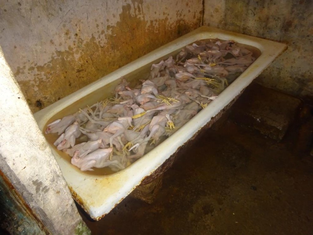 Bakıda sexdə İYRƏNCLİK: Hamam vannasında toyuq təmizlənilir
