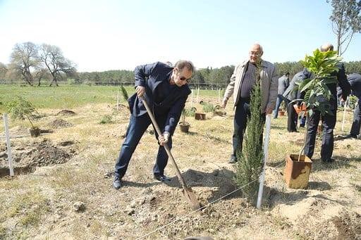 Sumqayıtda jurnalistlər ağac əkdi - FOTO