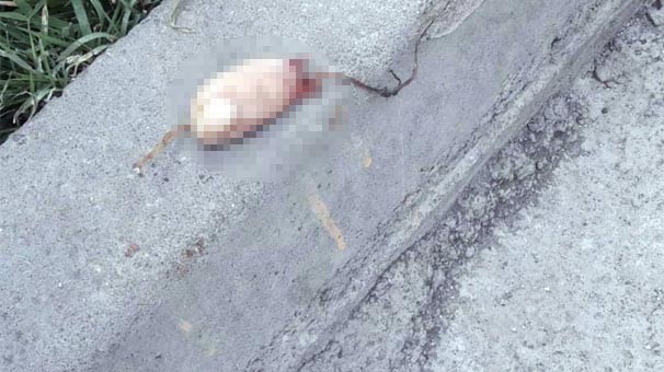 Uşaqlar küçədə kəsilmiş barmaqlar tapdı - FOTO
