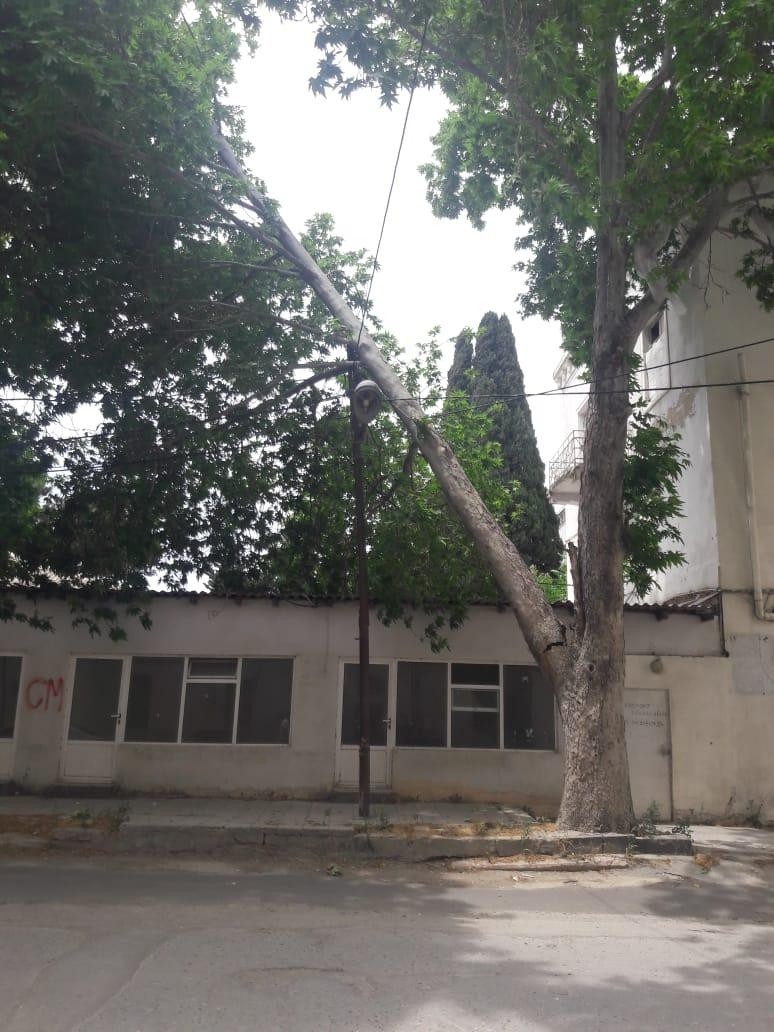 Bakıda güclü külək ağacları aşırdı - FOTO