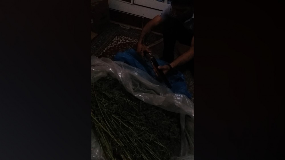 Dibçəklərdə çətənə kolu becərən şəxs saxlanıldı - FOTOLAR