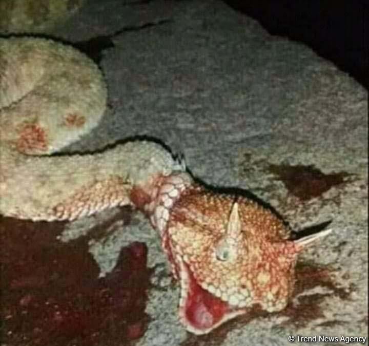 Ağsuda sürünən "Əjdaha" peyda oldu - FOTO
