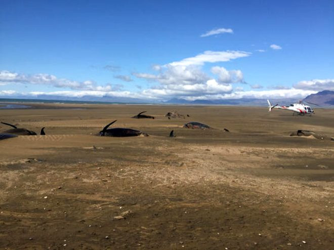 Helikopterdən gördüyü mənzərə qarşısında ŞOKA düşdü - Sahildə 50 cəsəd (FOTO)