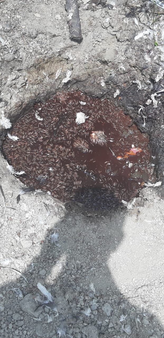 Toyuq sexinin fəaliyyəti məhdudlaşdırıldı - FOTO