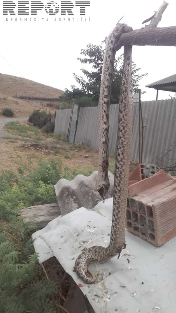Göyçayda evin həyətindən nəhəng ilan aşkarlandı - FOTO