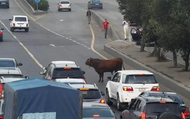 Bakıda öküz iki nəqliyyat vasitəsini vurub - FOTO