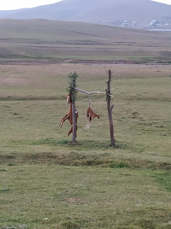 Azərbaycanda görünməmiş vəhşilik: At və balasını öldürüb, dirəkdən asdılar (FOTOLAR)