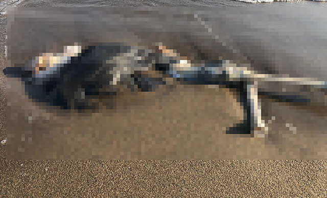 Sahildə insan skeleti tapıldı - FOTO
