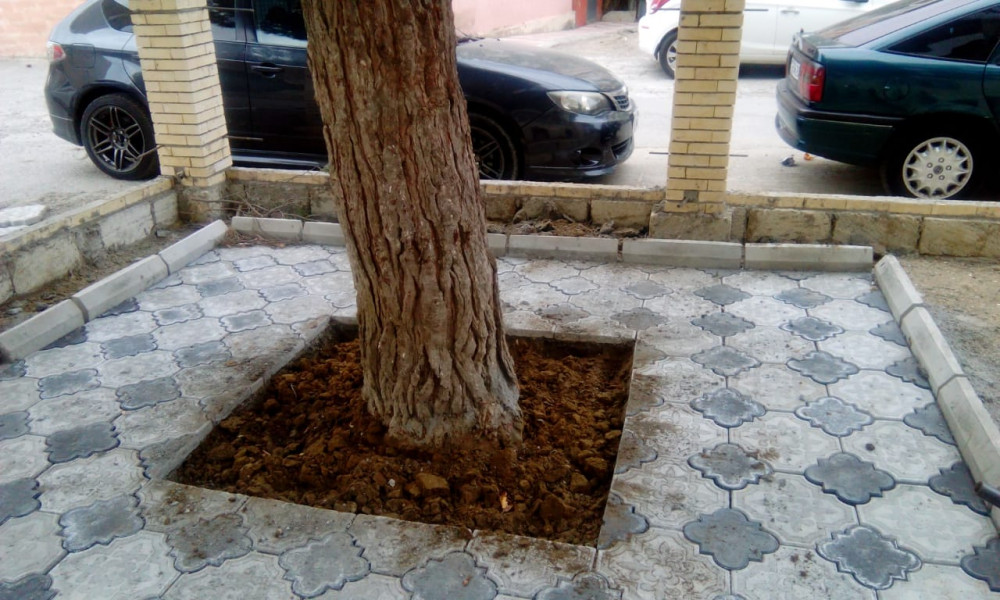 Bakıda ağacı betonladılar - FOTOLAR