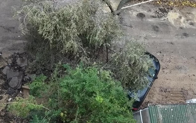 Bakıda külək ağacları aşırdı - FOTO