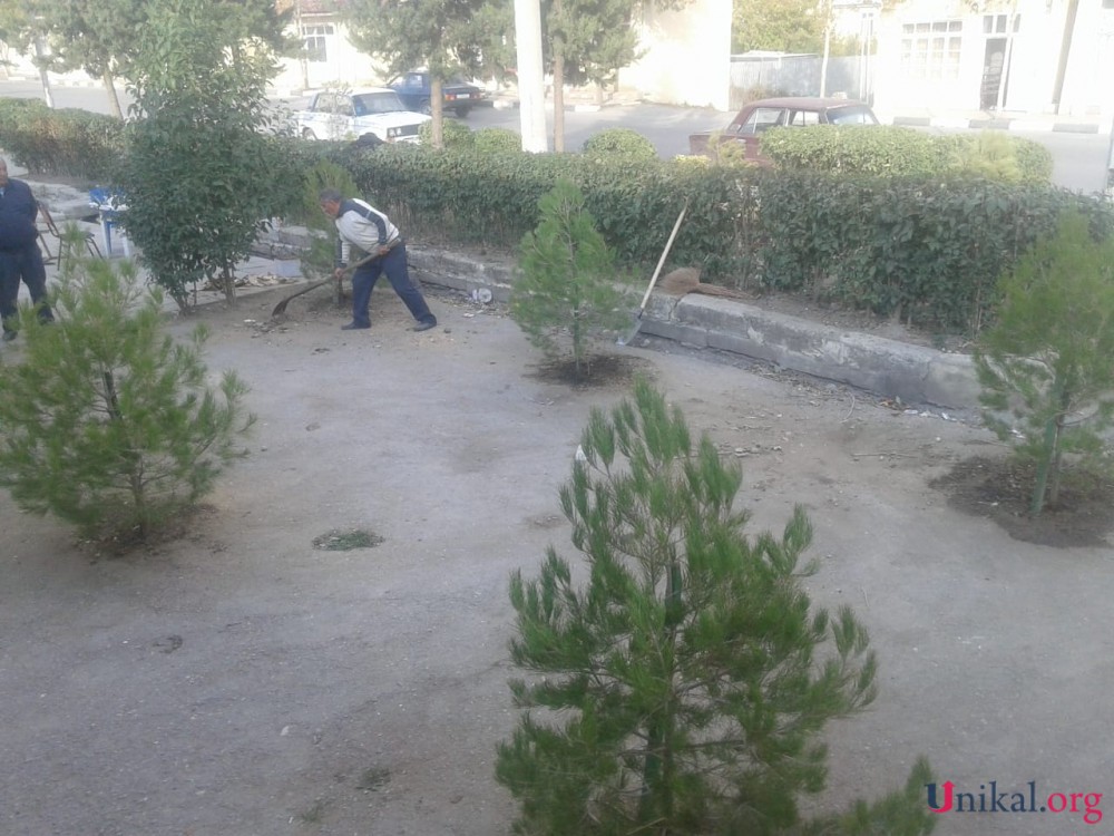 Ağsuda rəisin icazəsiz kəsdiyi ağacların yerinə "yolka" əkildi - FOTOLAR