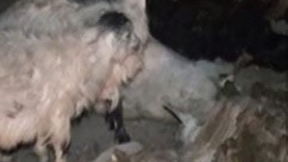 “Mercedes” sürüyə çırpıldı, heyvanlar öldü - FOTO