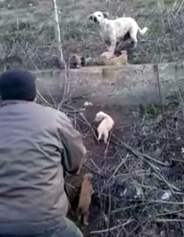 Hürən itin arxasınca gedən sürücü ŞOKA düşdü (FOTO+VİDEO)
