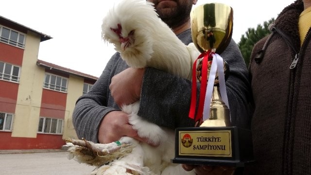 Azərbaycanlılar xoruza görə  Türkiyəyə getdilər - FOTO
