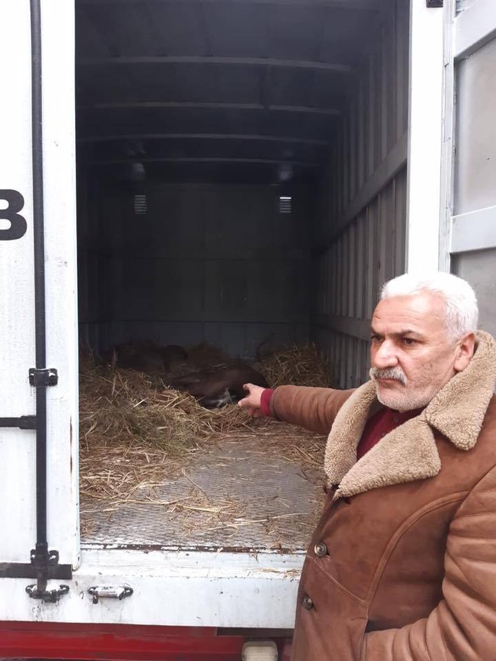 “Qırmızı kitab”a düşən maralları satmaq istədi - FOTO