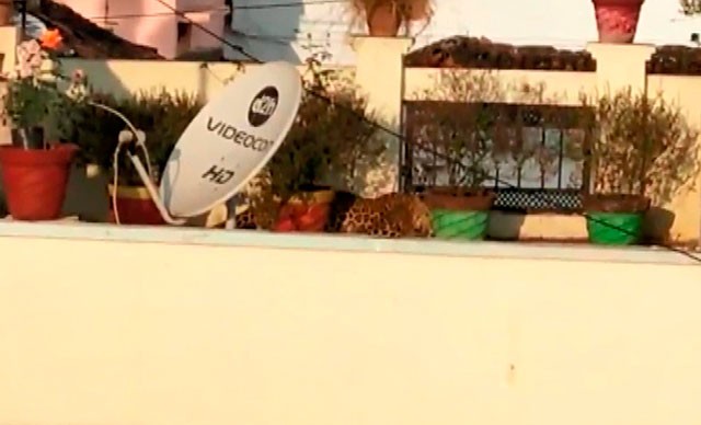 Vəhşi heyvan evin zirzəmisində tapıldı - FOTO