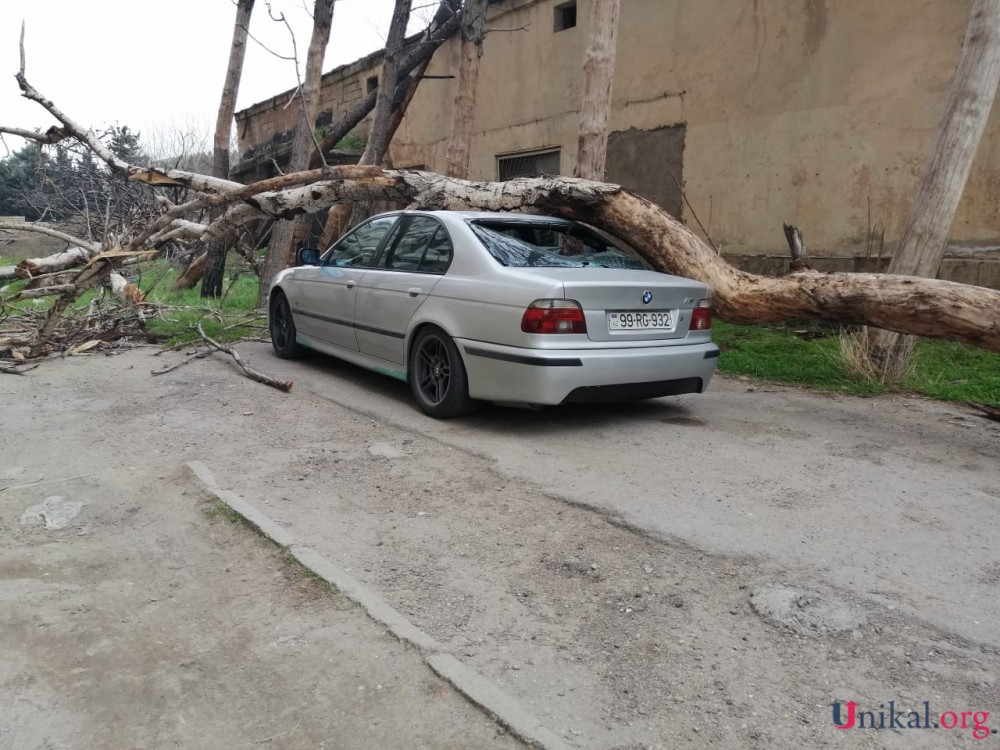 Nəsimidə külək ağac "BMW"nin üzərinə aşırdı - FOTOLAR