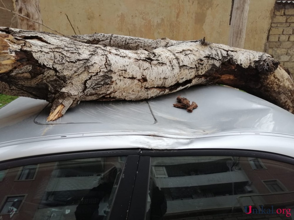 Nəsimidə külək ağac "BMW"nin üzərinə aşırdı - FOTOLAR