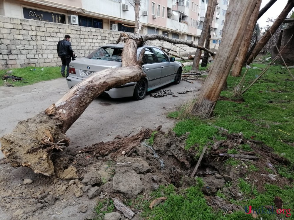 Nəsimidə külək ağac "BMW"nin üzərinə aşırdı - FOTOLAR