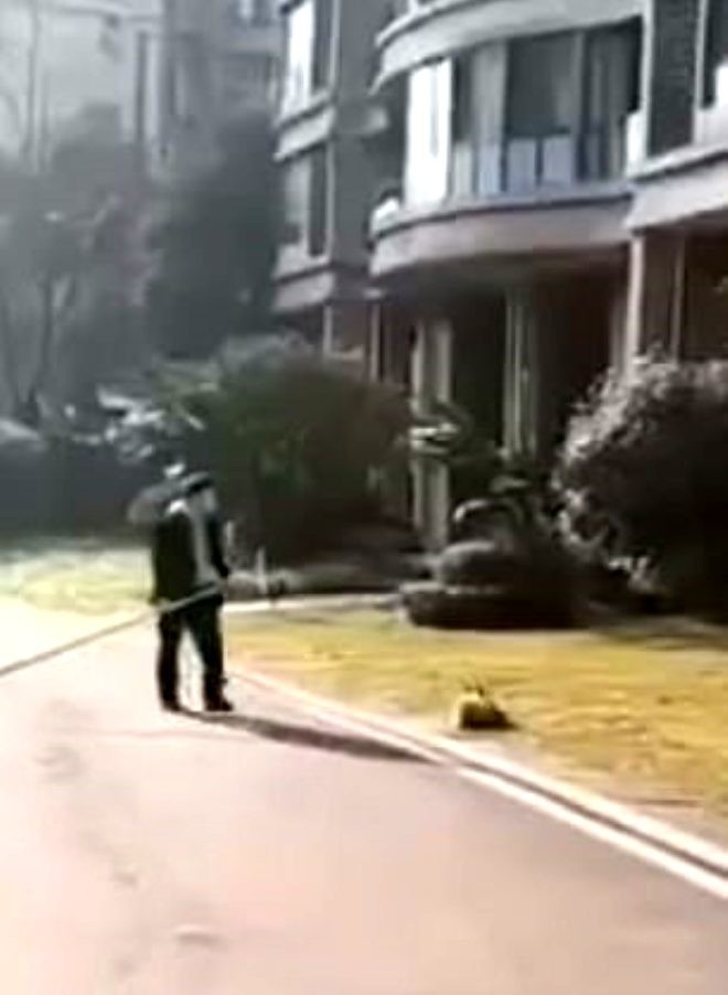 Ev heyvanları belə öldürülür - Polis tərəfindən (FOTOLAR)