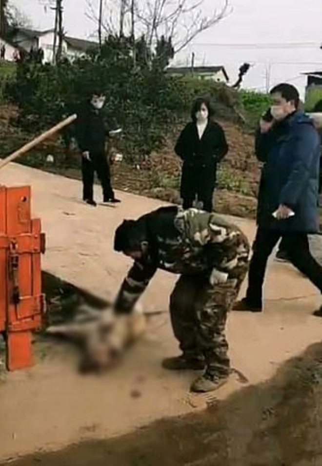 Ev heyvanları belə öldürülür - Polis tərəfindən (FOTOLAR)