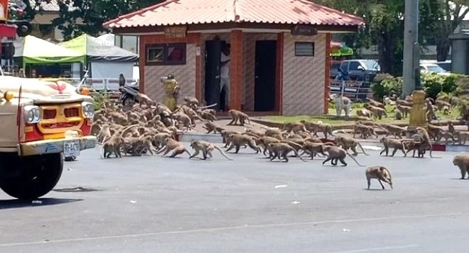 Meymunlar koronavirusa görə küçələrə çıxdılar - FOTOLAR