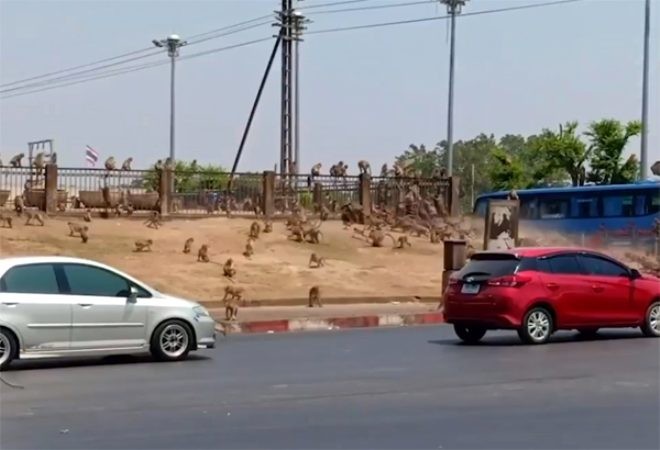 Meymunlar koronavirusa görə küçələrə çıxdılar - FOTOLAR