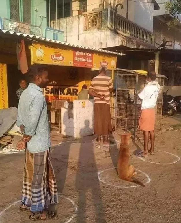 Sosial məsafə qaydasına heyvanlar belə riayət edir - FOTOLAR