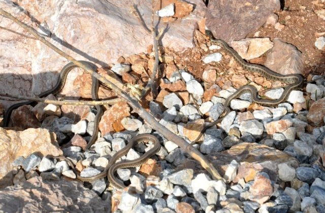 Bu ərazidə sürü halında olan ilanlar vətəndaşları qorxutdu - Türkiyədə (FOTO)