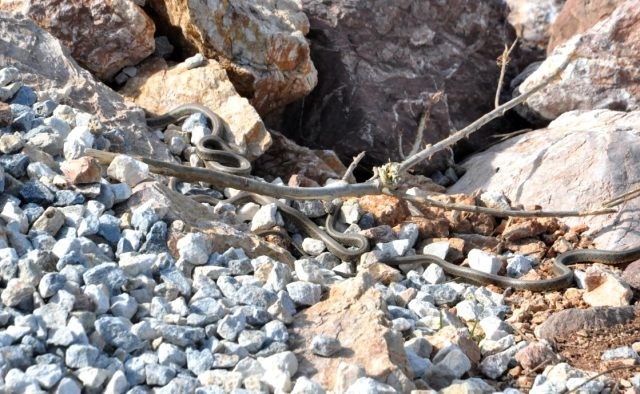 Bu ərazidə sürü halında olan ilanlar vətəndaşları qorxutdu - Türkiyədə (FOTO)