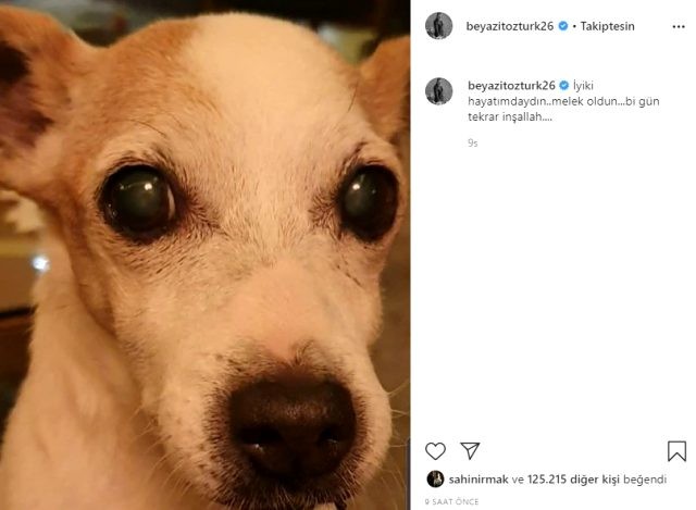 Bu məşhurun sevimli  ev heyvanı öldü - FOTO