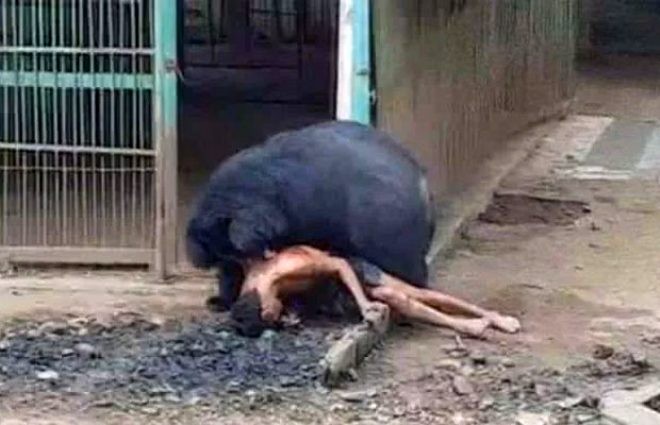 Ayı ilə zarafat edən gəncin sonu xəstəxana oldu ( Fotolar)