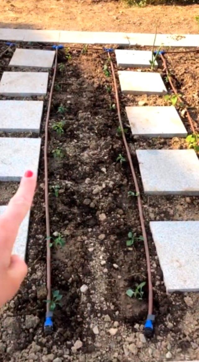 Məşhur aktrisa karantin günlərində bağbanlığa başladı - FOTO