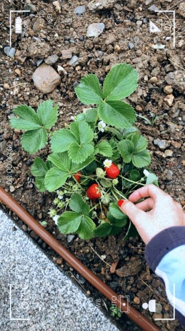 Məşhur aktrisa karantin günlərində bağbanlığa başladı - FOTO