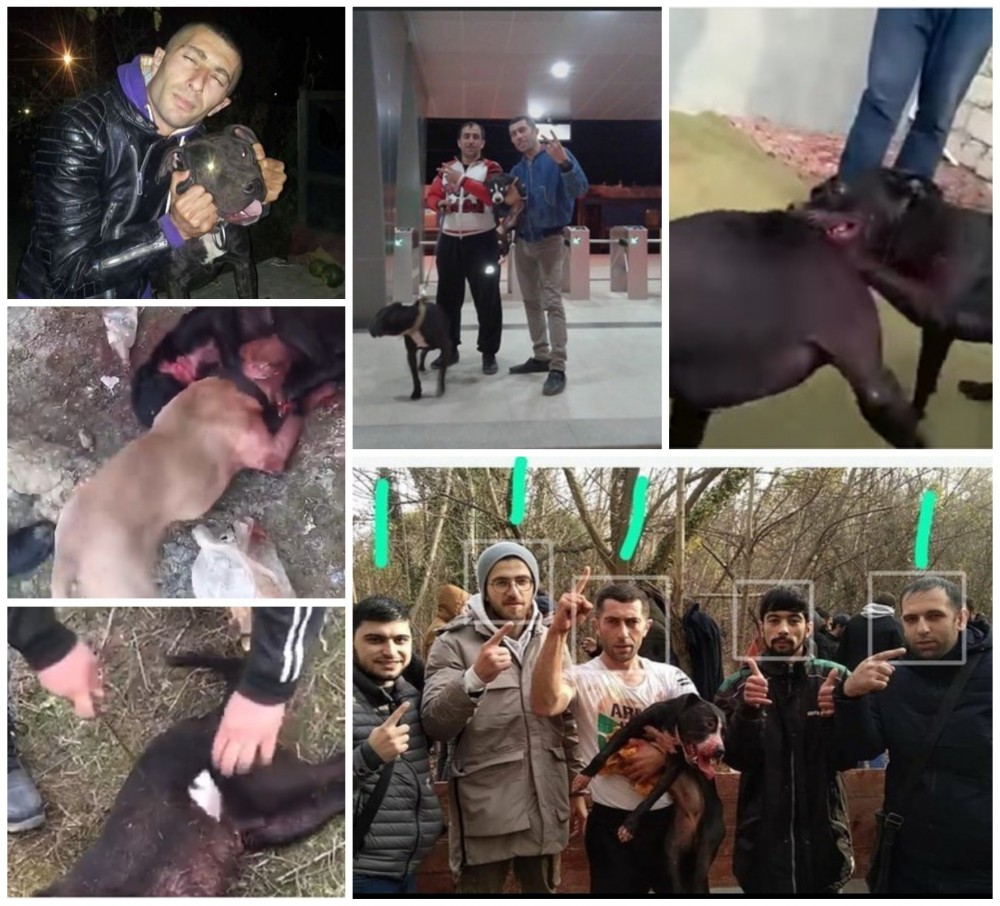 Azərbaycanda itləri döyüşdürüb, ətini yedizdirdilər - Polis hərəkətə keçdi (FOTOLAR)