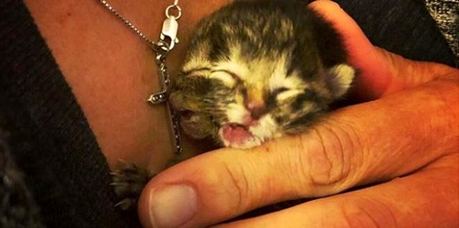 İki üzlü pişik dünayaya gəldi  - FOTOLAR