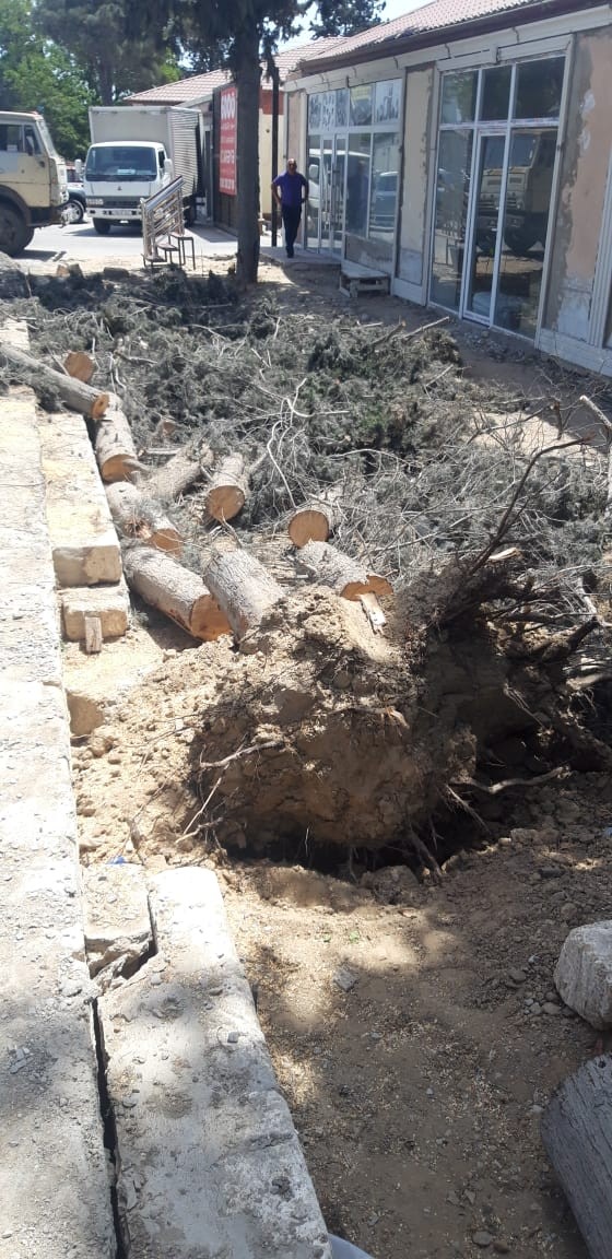 Bakı Biskvit Fabrikinə məxsus ərazidə ağaclar kəsildi - FOTOLAR