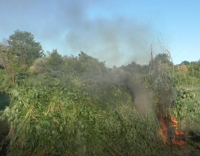 Qaxda 3 ton narkotik vasitə məhv edildi - FOTO