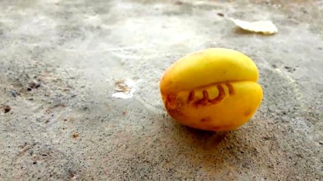 Meyvənin üzərində ərəbcə bu söz yazıldı - FOTO