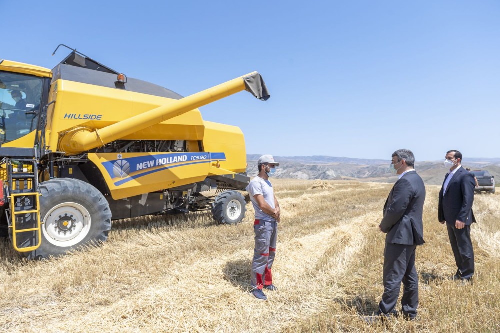 İnam Kərimov Şamaxıda taxıl biçinində iştirak edib - FOTO