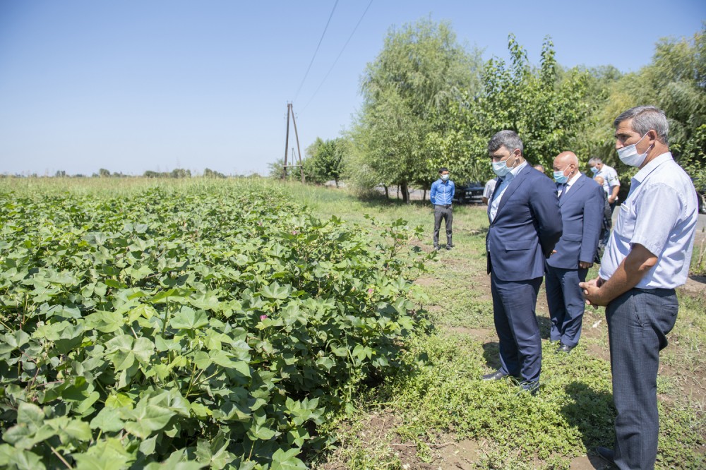 Azərbaycanda qarğıdalı sahələrinin dərmanlanmasında dronlar işə salındı 