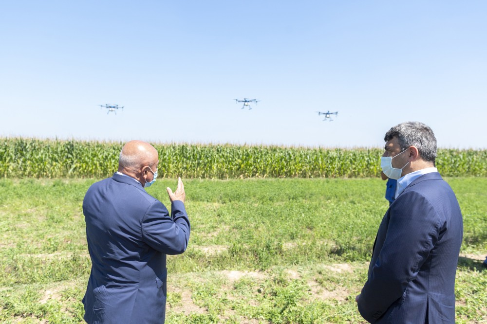 Azərbaycanda qarğıdalı sahələrinin dərmanlanmasında dronlar işə salındı 