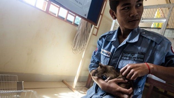 Siçovul vəzifəsinə sadiq qaldığı üçün qızıl medalla təltif edildi - FOTO