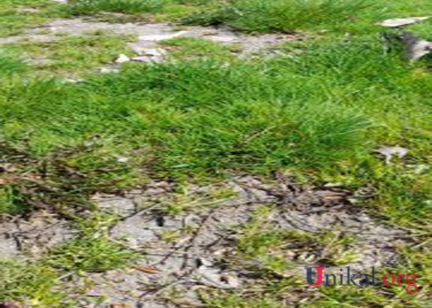 Şəki İcra Hakimiyyətinin balansındakı stadion bərbad hala düşdü - FOTOLAR